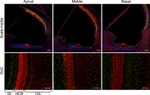 Connexin 26 Antibody in Immunohistochemistry (IHC)