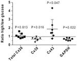 Connexin 26 Antibody in Western Blot (WB)