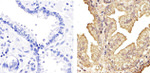 NFkB p50 Antibody in Immunohistochemistry (Paraffin) (IHC (P))