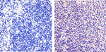 NFkB p50 Antibody in Immunohistochemistry (Paraffin) (IHC (P))