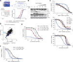 ALK Antibody in Western Blot (WB)