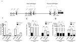 HDAC2 Antibody in ChIP Assay (ChIP)