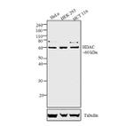 HDAC2 Antibody in Western Blot (WB)