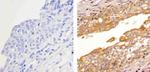 HDAC2 Antibody in Immunohistochemistry (Paraffin) (IHC (P))