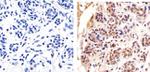 HDAC2 Antibody in Immunohistochemistry (Paraffin) (IHC (P))