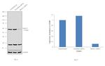 HDAC2 Antibody in Western Blot (WB)