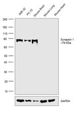 Synapsin 1 Antibody in Western Blot (WB)