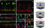 Connexin 36 Antibody in Immunocytochemistry (ICC/IF)