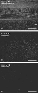 Connexin 36 Antibody in Immunohistochemistry (IHC)