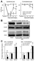 Connexin 36 Antibody in Western Blot (WB)