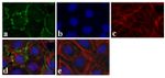 Connexin 36 Antibody in Immunocytochemistry (ICC/IF)