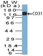 CD31/PECAM-1 (Endothelial Cell Marker) Antibody in Western Blot (WB)