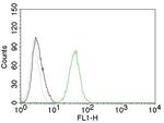 CD31/PECAM-1 (Endothelial Cell Marker) Antibody in Flow Cytometry (Flow)