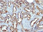 CD31/PECAM-1 (Endothelial Cell Marker) Antibody in Immunohistochemistry (Paraffin) (IHC (P))