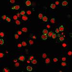 CD31/PECAM-1 (Endothelial Cell Marker) Antibody in Immunocytochemistry (ICC/IF)