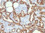 CD31/PECAM-1 (Endothelial Cell Marker) Antibody in Immunohistochemistry (Paraffin) (IHC (P))