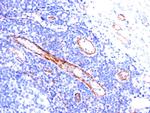 CD31/PECAM-1 (Endothelial Cell Marker) Antibody in Immunohistochemistry (Paraffin) (IHC (P))