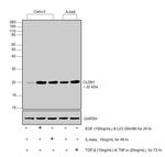 Claudin 1 Antibody in Western Blot (WB)