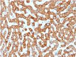 Prohibitin (Mitochondrial Marker) Antibody in Immunohistochemistry (Paraffin) (IHC (P))