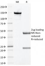 Prohibitin (Mitochondrial Marker) Antibody in SDS-PAGE (SDS-PAGE)