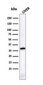 Prohibitin (Mitochondrial Marker) Antibody in Western Blot (WB)