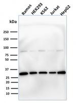 Prohibitin (Mitochondrial Marker) Antibody in Western Blot (WB)