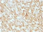 Prohibitin (Mitochondrial Marker) Antibody in Immunohistochemistry (Paraffin) (IHC (P))