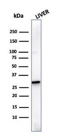 Prohibitin (Mitochondrial Marker) Antibody in Western Blot (WB)