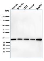 Prohibitin (Mitochondrial Marker) Antibody in Western Blot (WB)