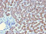 Prohibitin Antibody in Immunohistochemistry (Paraffin) (IHC (P))