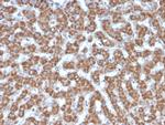 Prohibitin Antibody in Immunohistochemistry (Paraffin) (IHC (P))