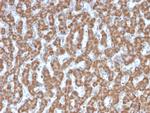 Prohibitin Antibody in Immunohistochemistry (Paraffin) (IHC (P))