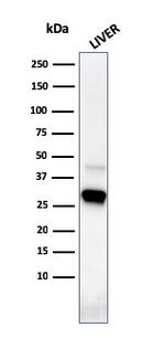 Prohibitin Antibody in Western Blot (WB)