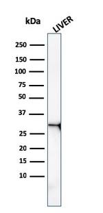 Prohibitin Antibody in Western Blot (WB)