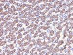 Prohibitin (Mitochondrial Marker) Antibody in Immunohistochemistry (Paraffin) (IHC (P))