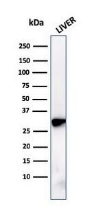 Prohibitin (Mitochondrial Marker) Antibody in Western Blot (WB)