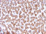 Prohibitin (Mitochondrial Marker) Antibody in Immunohistochemistry (Paraffin) (IHC (P))