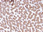 Prohibitin (Mitochondrial Marker) Antibody in Immunohistochemistry (Paraffin) (IHC (P))