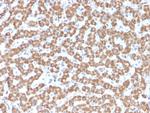 Prohibitin (Mitochondrial Marker) Antibody in Immunohistochemistry (Paraffin) (IHC (P))