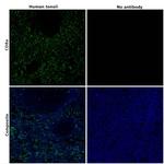 CD8a Antibody in Immunohistochemistry (Paraffin) (IHC (P))