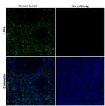 CD8a Antibody in Immunohistochemistry (Paraffin) (IHC (P))