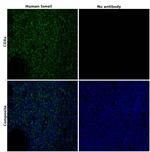 CD8a Antibody in Immunohistochemistry (Paraffin) (IHC (P))