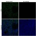 CD8a Antibody in Immunohistochemistry (Paraffin) (IHC (P))