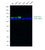 CD19 Antibody