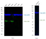 CD20 Antibody in Western Blot (WB)