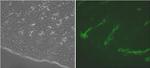 LYVE1 Antibody in Immunohistochemistry (Frozen) (IHC (F))