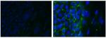 CD321 (F11R) Antibody in Immunocytochemistry (ICC/IF)