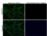 Podoplanin Antibody