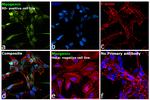 Myogenin Antibody in Immunocytochemistry (ICC/IF)