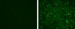 Myogenin Antibody in Immunocytochemistry (ICC/IF)